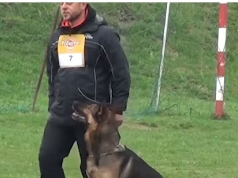 एखाद्या कुत्र्याला खास ट्रेनिंग (Trained Dog) दिली गेली तर ईमानदारीसोबतच त्याच्या शक्तीचं आणि जिद्दीचं खास प्रदर्शनही होतं. सध्या असाच एक अनोखा व्हिडिओ व्हायरल होत आहे