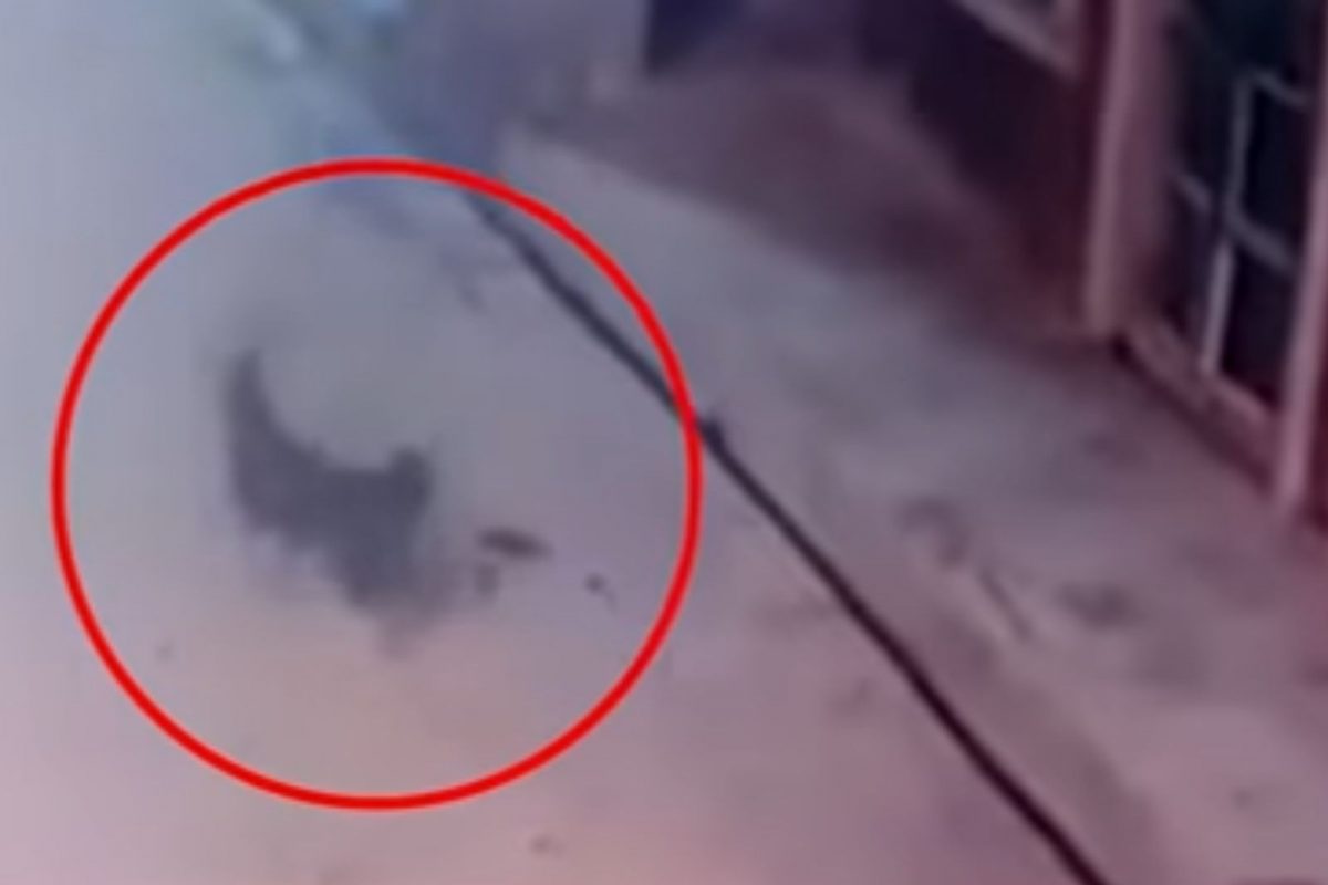 OMG! बिबट्याला जवळ येताना पाहताच कुत्र्याला आला हार्ट अटॅक; तडफडून मृत्यू, Shocking Video