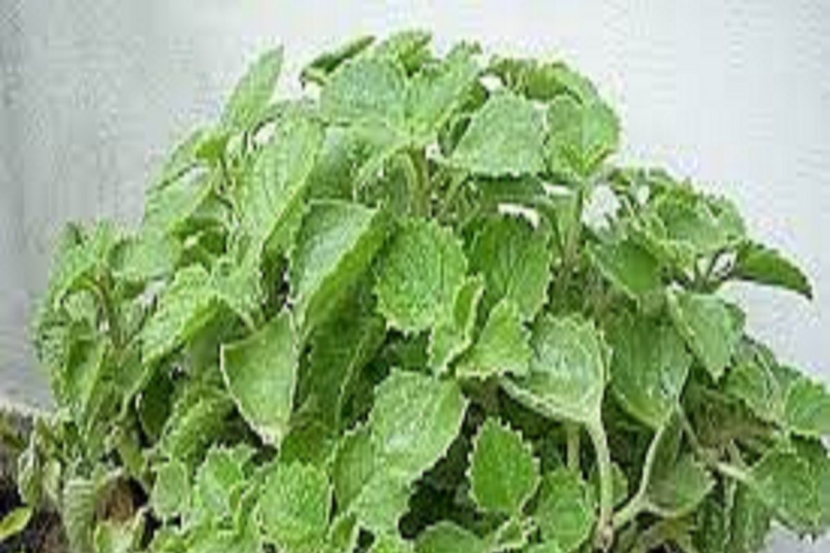 Ajwain Leaves: ओव्याची पानं आरोग्यासाठी आहेत वरदान, या पद्धतीनं खाल्ल्यास मिळतील जबरदस्त फायदे
