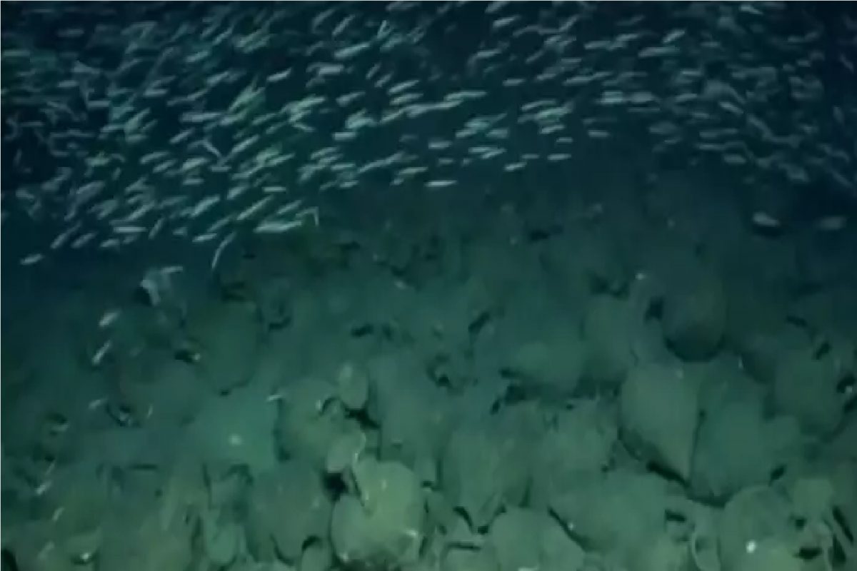 2500 वर्षांपूर्वी पाण्यात बुडालं होतं जहाज, 222 मीटर खोलीवर सापडले अवशेष; बघा Video