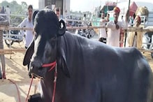 24 कोटींची म्हैस कधी पाहिली आहात का?, जिच्यावर महिन्याकाठी येतो लाखोंचा खर्च 24 कोटींची म्हैस कधी पाहिली आहात का?, जिच्यावर महिन्याकाठी येतो लाखोंचा खर्च