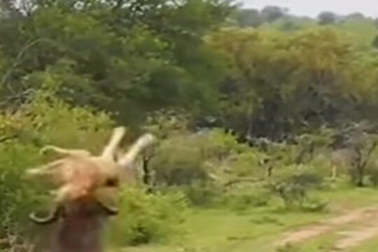 आलं अंगावर घेतलं शिंगावर! शिकारीसाठी आलेल्या सिंहाला रेड्याने हवेत गरागरा फिरवलं; खतरनाक VIDEO