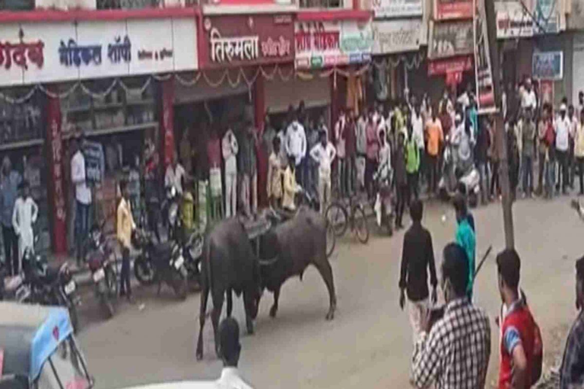 बीड शहरात भर चौकात दोन रेडे आमनेसामने, तब्बल 1 तास धुडगूस, VIDEO व्हायरल