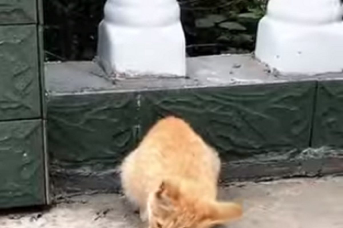 वाघाच्या मावशीचं खतरनाक रूप! मांजराने चक्क सापाला अक्षरश: चावून चावून खाल्लं