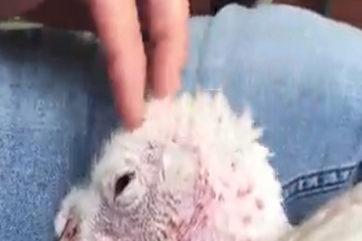 माणसाला बिलगुन हुंदके देत रडू लागली कोंबडी; VIDEO पाहून तुम्हीही व्हाल भावुक