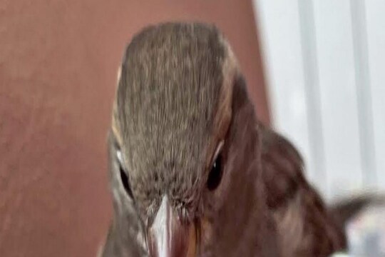 So Cute : या दाम्पत्याची अन् चिमणीची आहे अनोखी मैत्री, राहणं-खाणं नाही तर कारमधूनही फिरते
