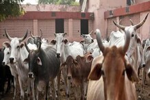 ठोस किमतीला शेतकऱ्यांकडून शेणाची खरेदी करणार; या सरकारचा मोठा निर्णय