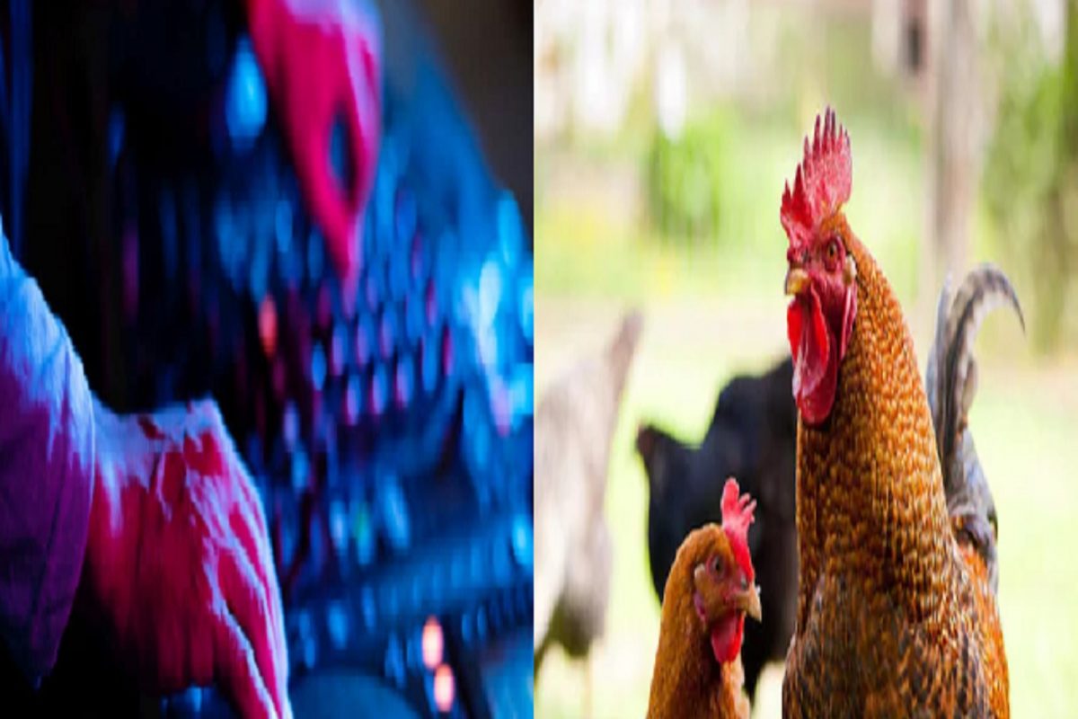 OMG! DJ च्या आवाजामुळे कोंबड्यांना आला Heart attack; 63 Chickens दगावल्या