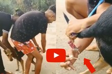VIDEO: मुक्या जीवासोबत विकृत कृत्य; तरुणांनी कुत्र्याच्या शेपटीला बांधले फटाके VIDEO: मुक्या जीवासोबत विकृत कृत्य; तरुणांनी कुत्र्याच्या शेपटीला बांधले फटाके