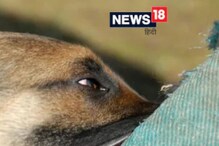 शेजारच्या कुत्र्याला Kiss करण्यासाठी खाली वाकली महिला; डॉगने केली भयावह अवस्था शेजारच्या कुत्र्याला Kiss करण्यासाठी खाली वाकली महिला; डॉगने केली भयावह अवस्था