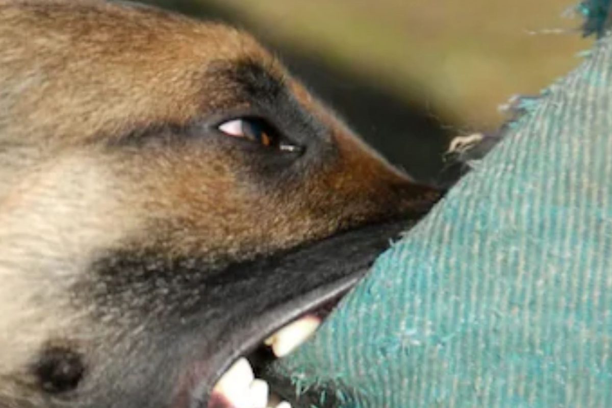 शेजारच्या कुत्र्याला Kiss करण्यासाठी खाली वाकली महिला; डॉगने केली भयावह अवस्था