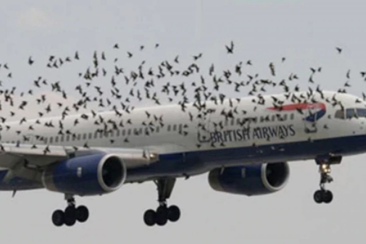 प्रवाशांना घेऊन जात होतं विमान; अचानक स्क्रीनवर दिसू लागले रक्ताचे थेंब, आणि...