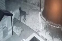 बापरे! CCTV कॅमेऱ्यात कैद झालं कुत्र्याचं भयानक दृश्य; Video पाहूनच फुटेल घाम बापरे! CCTV कॅमेऱ्यात कैद झालं कुत्र्याचं भयानक दृश्य; Video पाहूनच फुटेल घाम