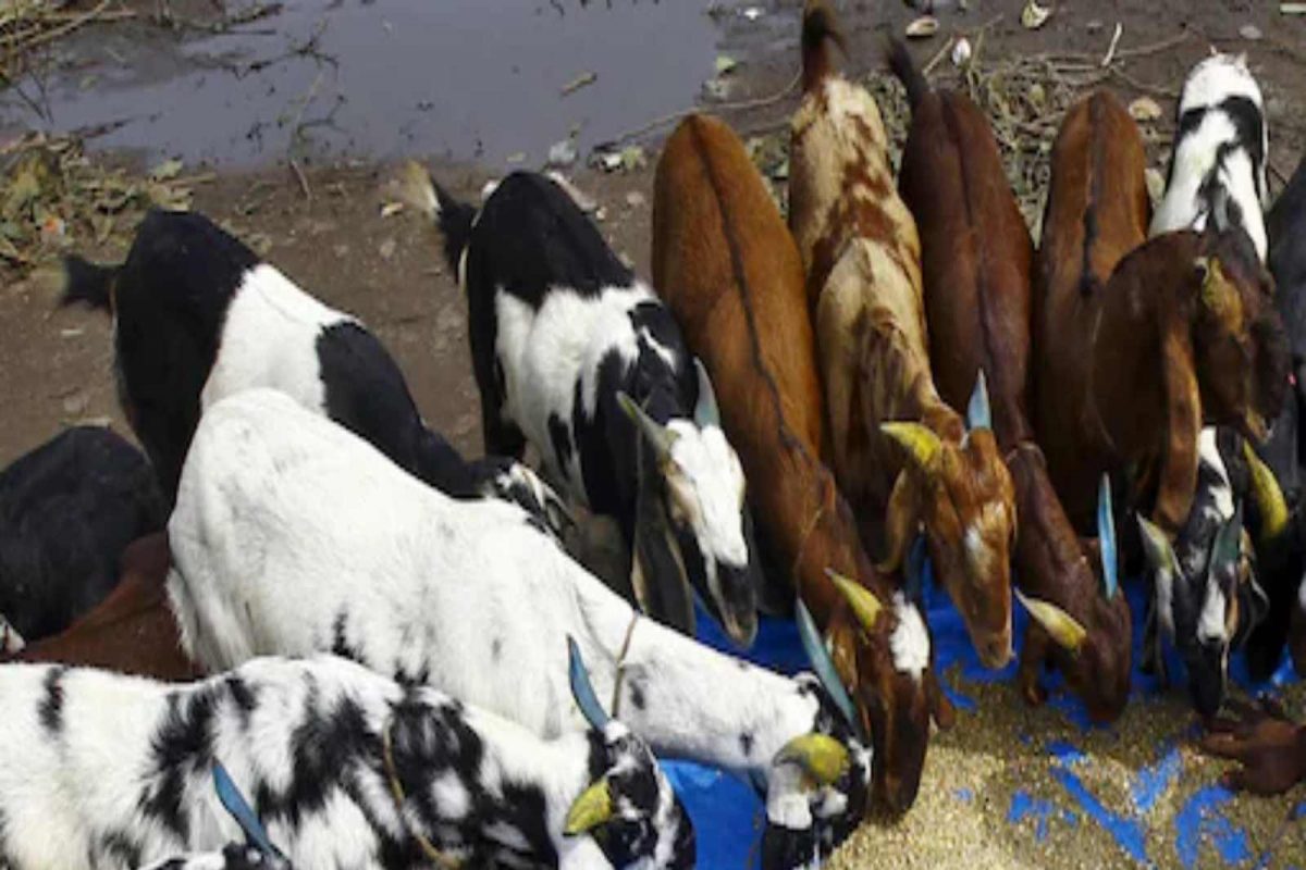 Goat Milk : कोरोनापासून बचाव करू शकतं शेळीचं दूध? काय सांगतात तज्ज्ञ पाहा
