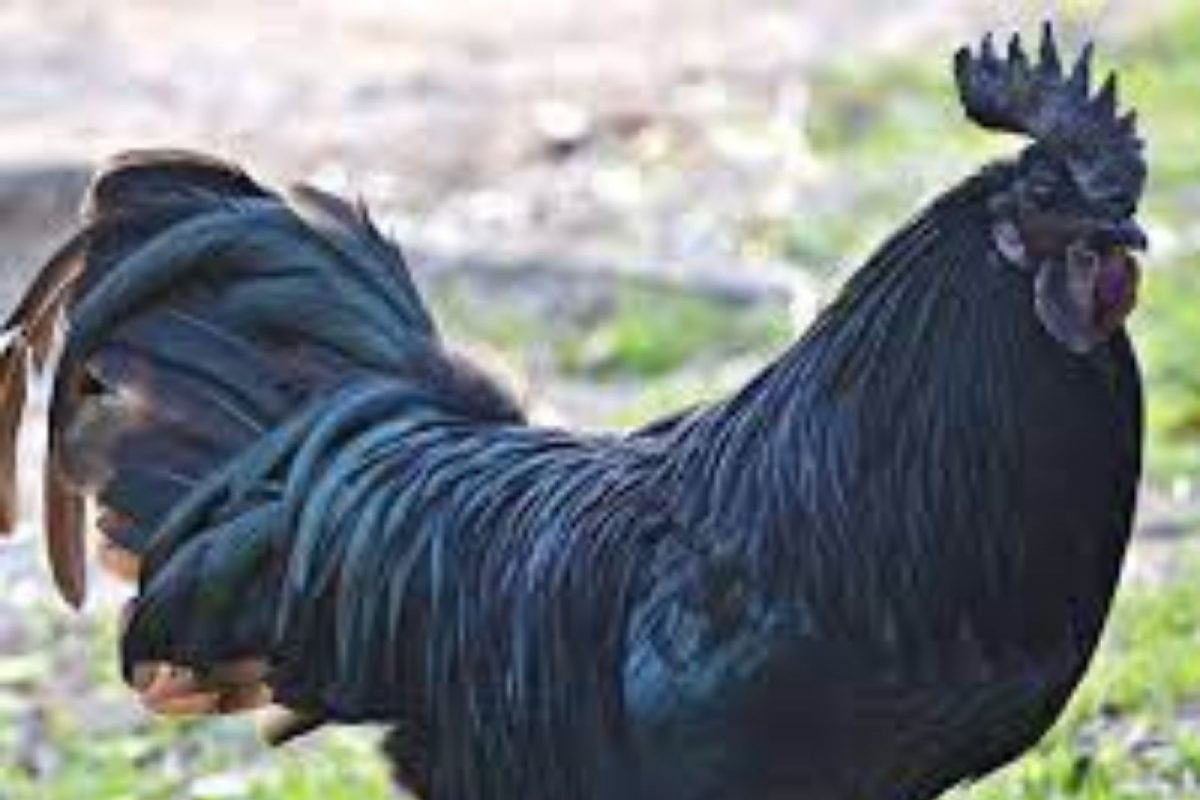 कडकनाथ कोंबडी सर्दीवर जालीम उपाय, मागणीत तुफान वाढ; 10,000 पर्यंत वेटिंग