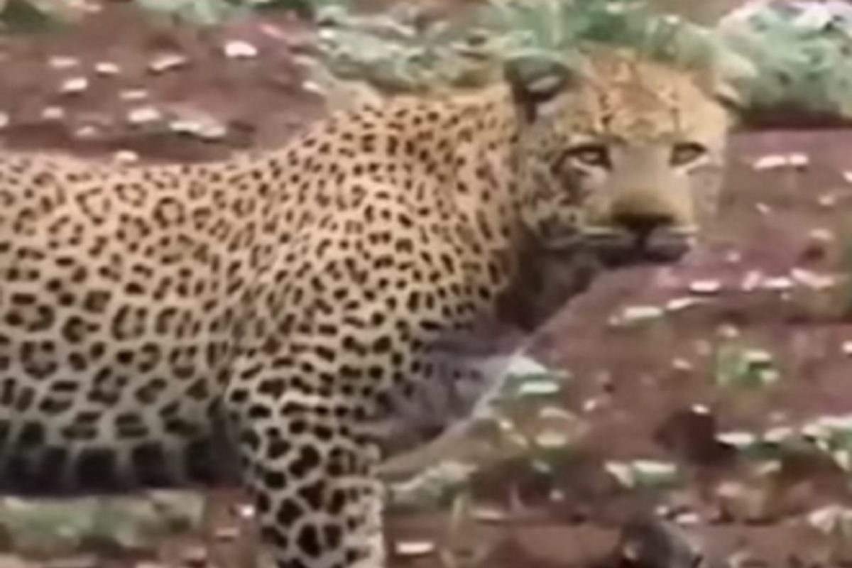 बिबट्याचं कधीच पाहिलं नसेल असं रूप; VIDEO पाहून तुमच्याही डोळ्यात येतील अश्रू