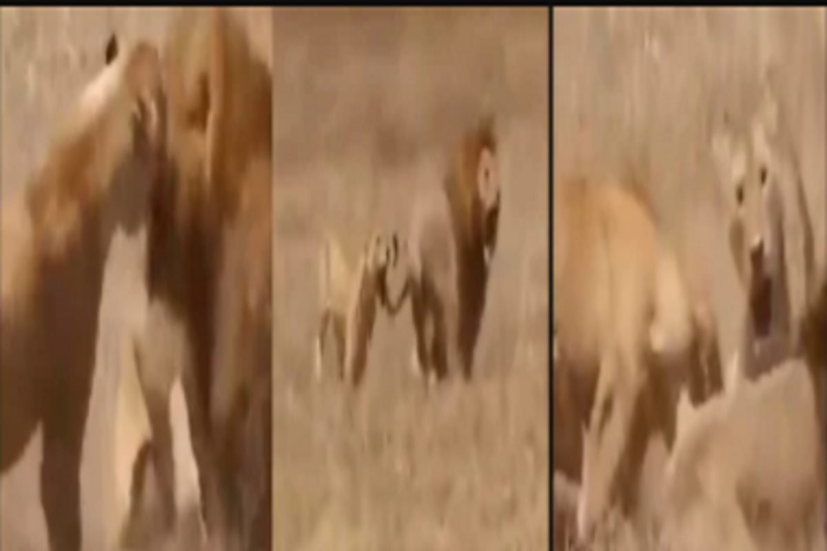 हा त्यांचा फॅमेली मॅटर... 2 सिंहिंणींचा सिंहावर हल्ला, Viral Video पाहून नेटकऱ्यांच्या भन्नाट प्रतिक्रिया