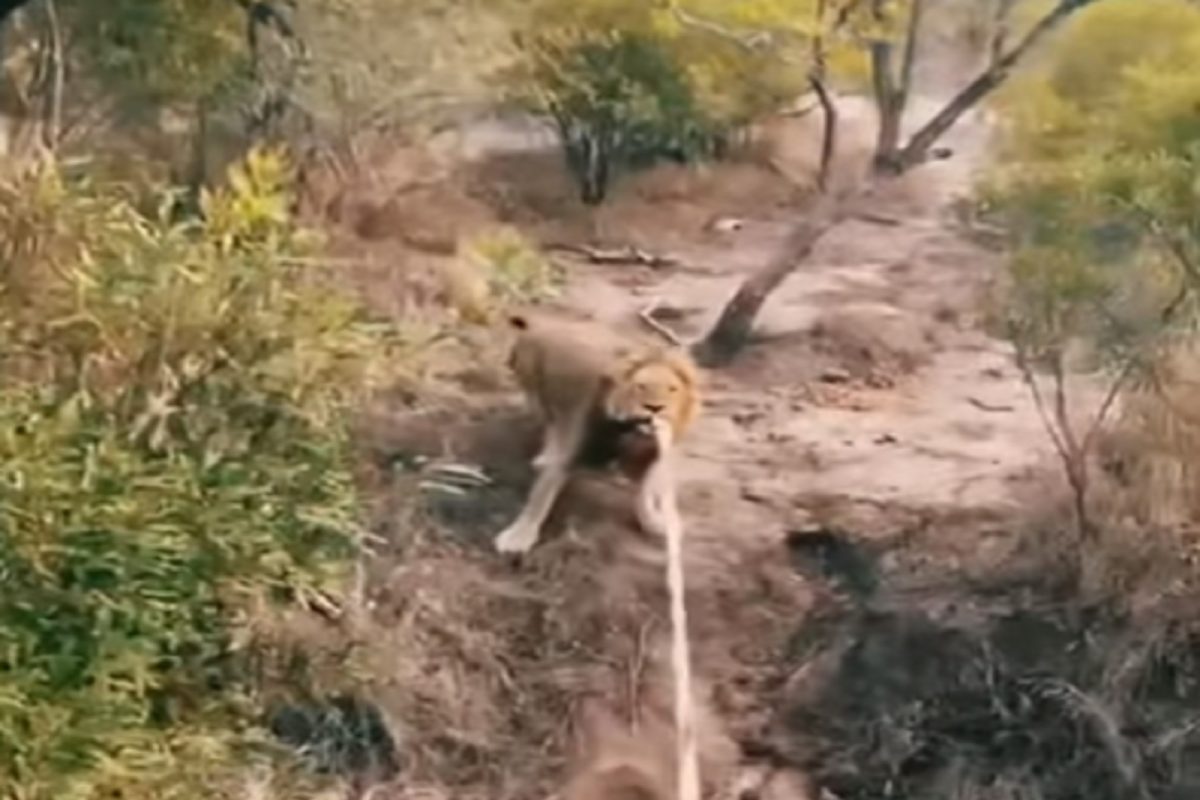 जंगलाचा राजा आणि पर्यटकांमध्ये रंगला Tug of war; कधीच पाहिला नसेल सिंहाचा असा VIDEO