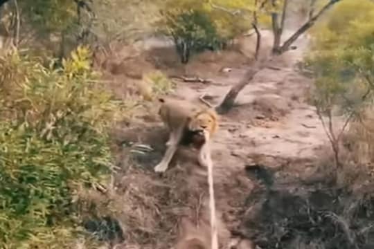 जंगलाचा राजा आणि पर्यटकांमध्ये रंगला Tug of war; कधीच पाहिला नसेल सिंहाचा असा VIDEO