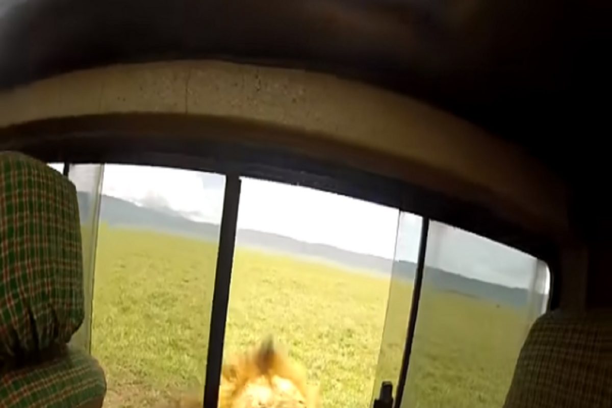 सिंहाला हात लावण्यासाठी टूरिस्टने उघडली बसची खिडकी अन्..., VIDEO मध्ये पाहा पुढे काय झालं