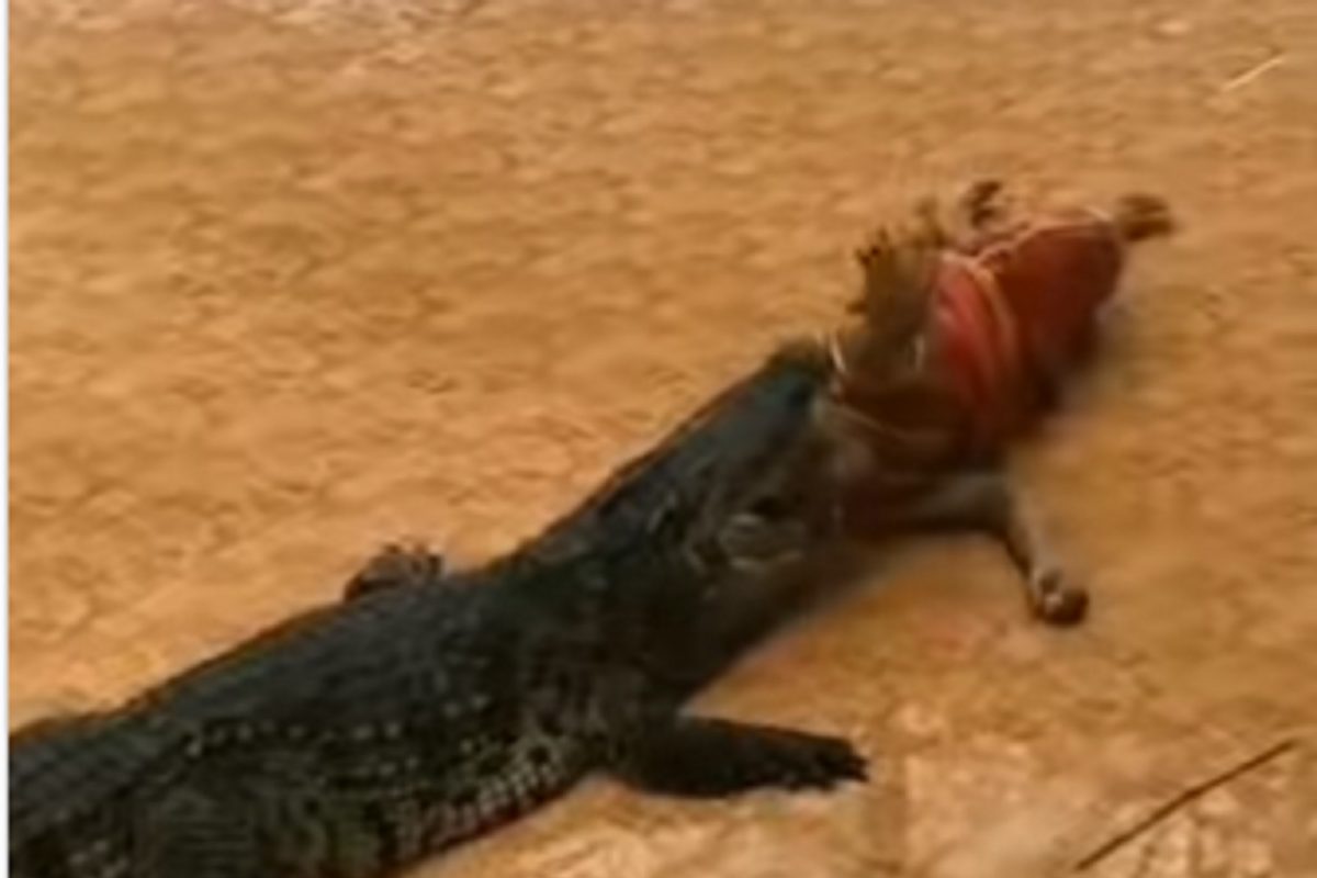 भयंकर! तरुणाने मगरीच्या जबड्यात घातलं आपलं डोकं आणि...; VIDEO पाहून अंगावर येईल काटा