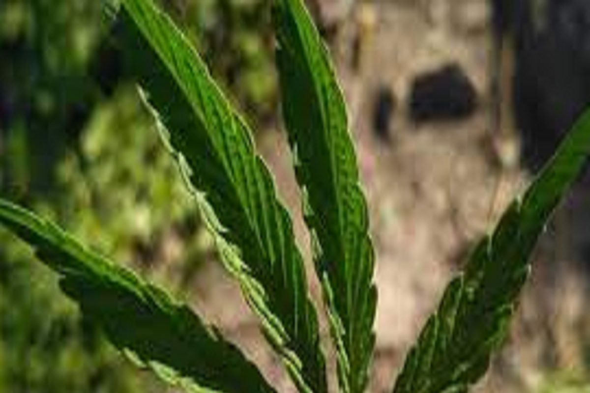 ऑनलाइन गांजा विक्री प्रकरणी पाच जणांना अटक; 700 किलो गांजा डिलीव्हर केल्याचा संशय