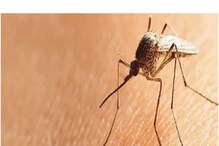 मच्छरच करणार डेंग्यूचं नियंत्रण; शास्त्रज्ञ विकसित करताहेत 'चांगले' डास