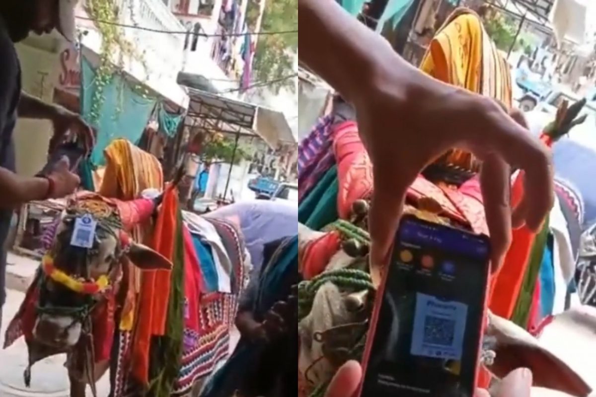 VIDEO: Digital India कडे अशीही वाटचाल! नंदीबैलाच्या डोक्यावर UPI Scan कोड, आनंद महिंद्राही थक्क