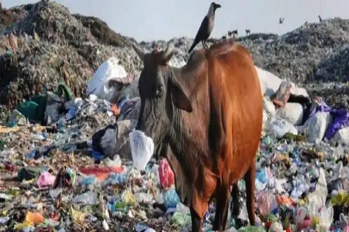 Corona काळातल्या उपाययोजनांचा परिणाम, जगभरात जमा झाला 80 लाख टन प्लास्टिक कचरा