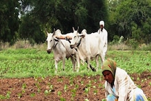 PM Kisan: काही आठवड्यात येणार योजनेचा 11वा हप्ता, लगेच तपासा तुमचं स्टेटस
