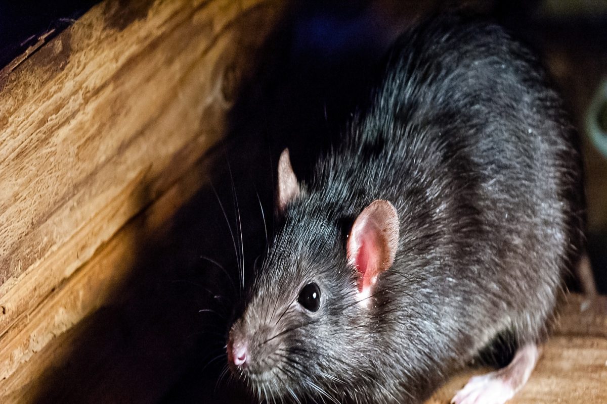 आणखी एका कोरोना व्हायरसचा इशारा! उंदीर आणि माकडांपासून होऊ शकेल संक्रमण- स्टडी