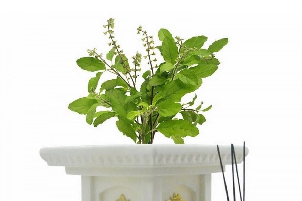 चुकूनही 'या' दिशेला ठेवू नका तुळस, अन्यथा होतात वाईट परिणाम