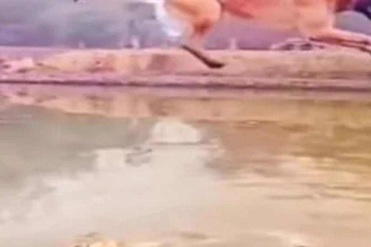 5 वाघांना एका कुत्र्याने शिकवला धडा; Viral Video मागील सत्य जाणून घ्या