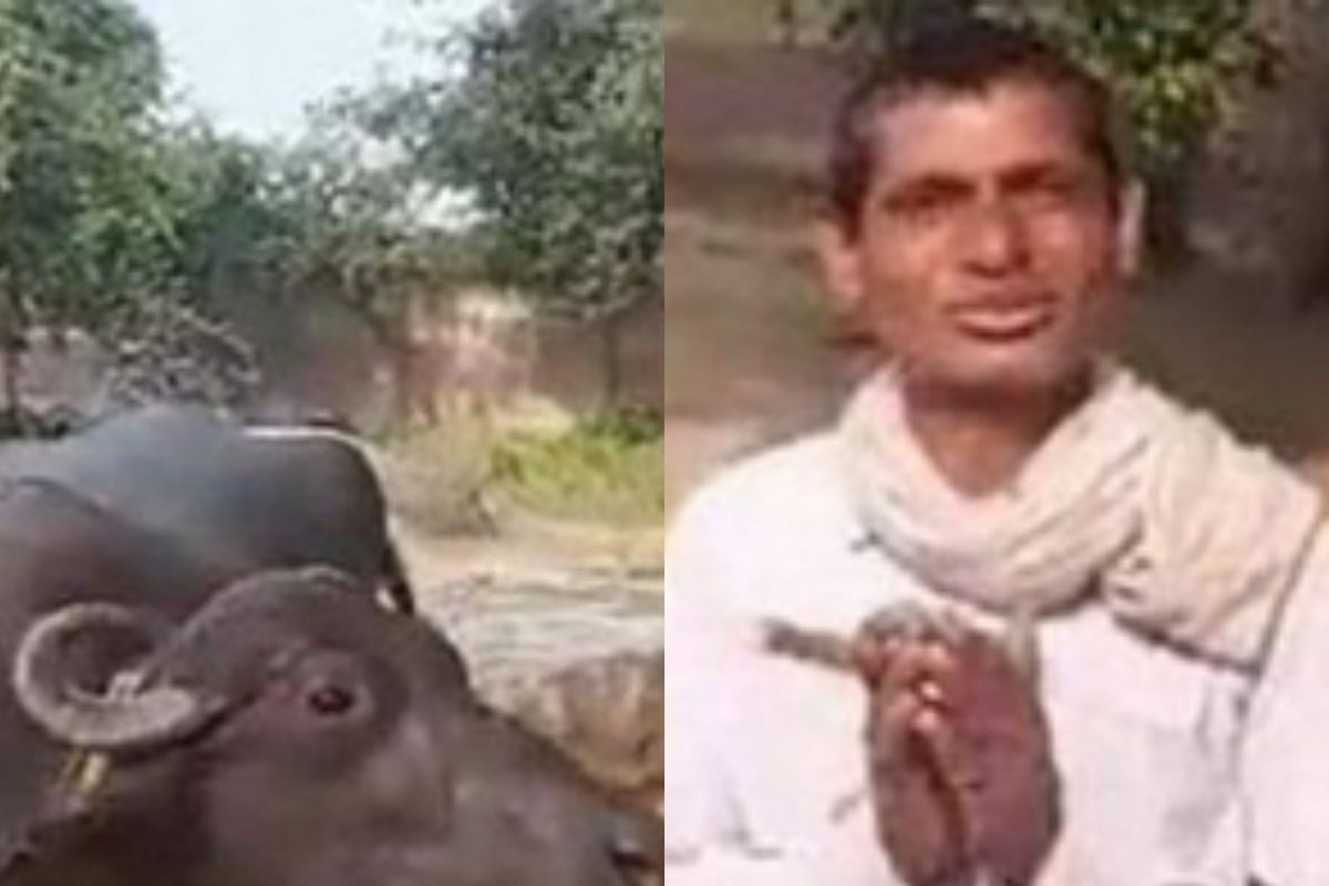 दूध देत नाही म्हणून म्हशीलाच पोलीस ठाण्यात घेऊन आला शेतकरी; अधिकारीही हैराण