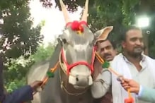 1 कोटीला विकला गेला बैल; तर 1 हजारात स्पर्मचा डोज, काय आहे खासियत? 1 कोटीला विकला गेला बैल; तर 1 हजारात स्पर्मचा डोज, काय आहे खासियत?