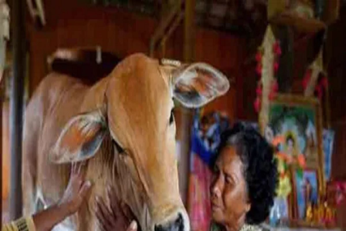 अजबच! म्हणे, 'हाच माझा नवरा'; आजीबाईने चक्क गाईशीच बांधली लग्नगाठ कारण...