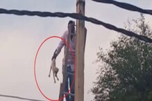 कुत्र्याला घाबरून खांबावर चढलं मांजराचं पिल्लू, पुढे काय झालं? पाहा VIDEO कुत्र्याला घाबरून खांबावर चढलं मांजराचं पिल्लू, पुढे काय झालं? पाहा VIDEO