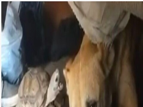 कासव हा शांत प्राणी म्हणून ओळखला जातो. मात्र जेव्हा कासव छेडछाड करू लागतं, तेव्हा इतर प्राण्यांना कसा राग येऊ शकतो, याचं उदाहरण या व्हिडिओतून बघायला मिळतं.