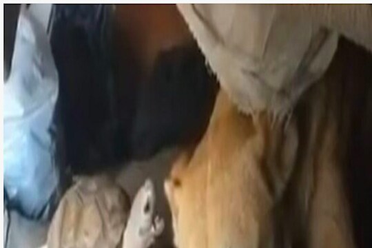 कासवानं काढली छेड, कुत्र्याला राग आल्यावर बसलं लपून, लोक म्हणाले 2021 चा Best Video