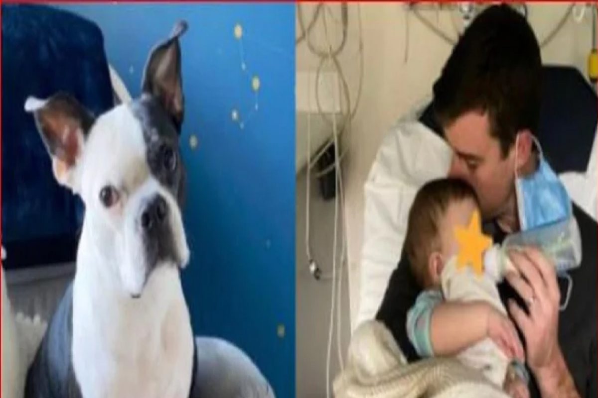 कुत्रा नसता तर आम्ही लेक गमावली असती, Viral होतेय एका आईची भावनिक पोस्ट