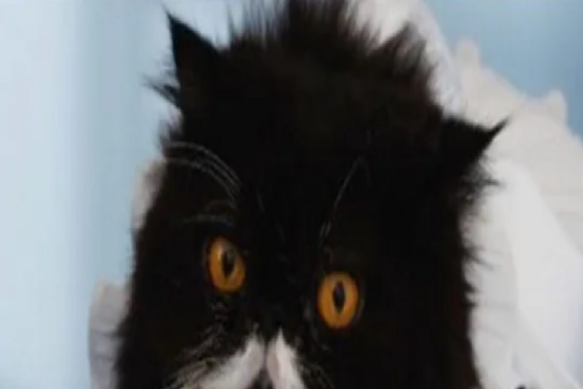 या मांजरीला मिळालं साडेचार लाखांचं गिफ्ट, पार्लरमध्ये जाऊन करते ऐश