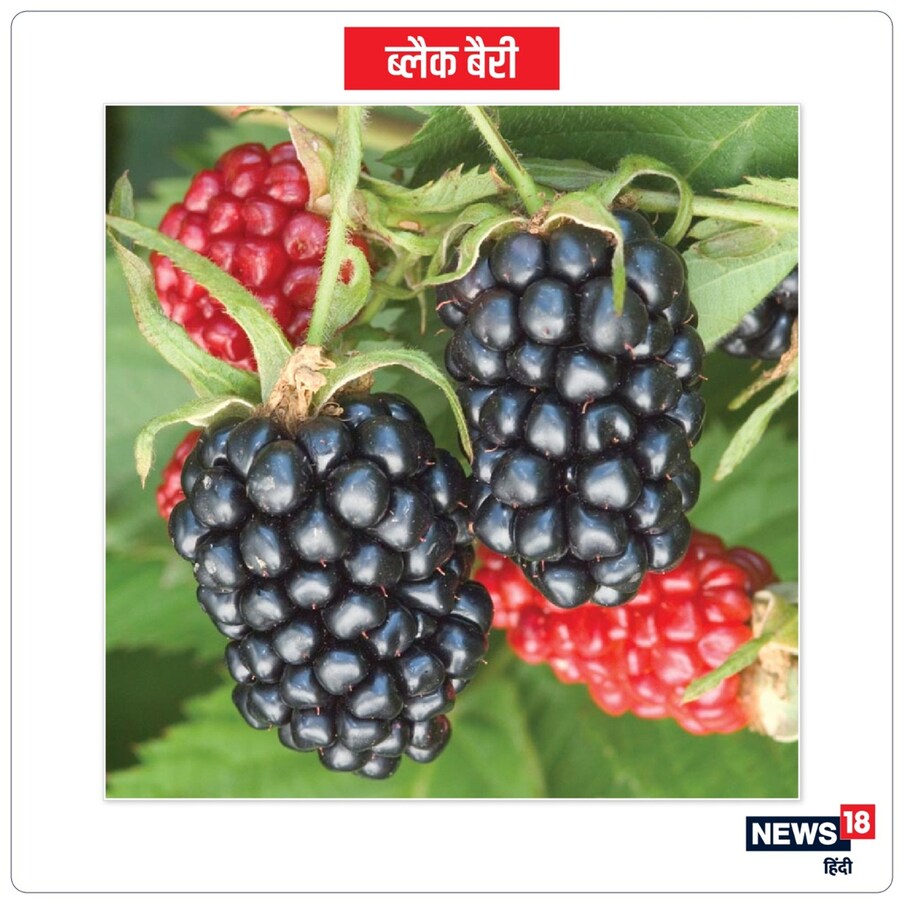 Black Berry 