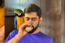 'रिटायर' एमएस धोनी वर्षाला किती कमावतो? 'नेट वर्थ' पाहून बसेल धक्का! 'रिटायर' एमएस धोनी वर्षाला किती कमावतो? 'नेट वर्थ' पाहून बसेल धक्का!