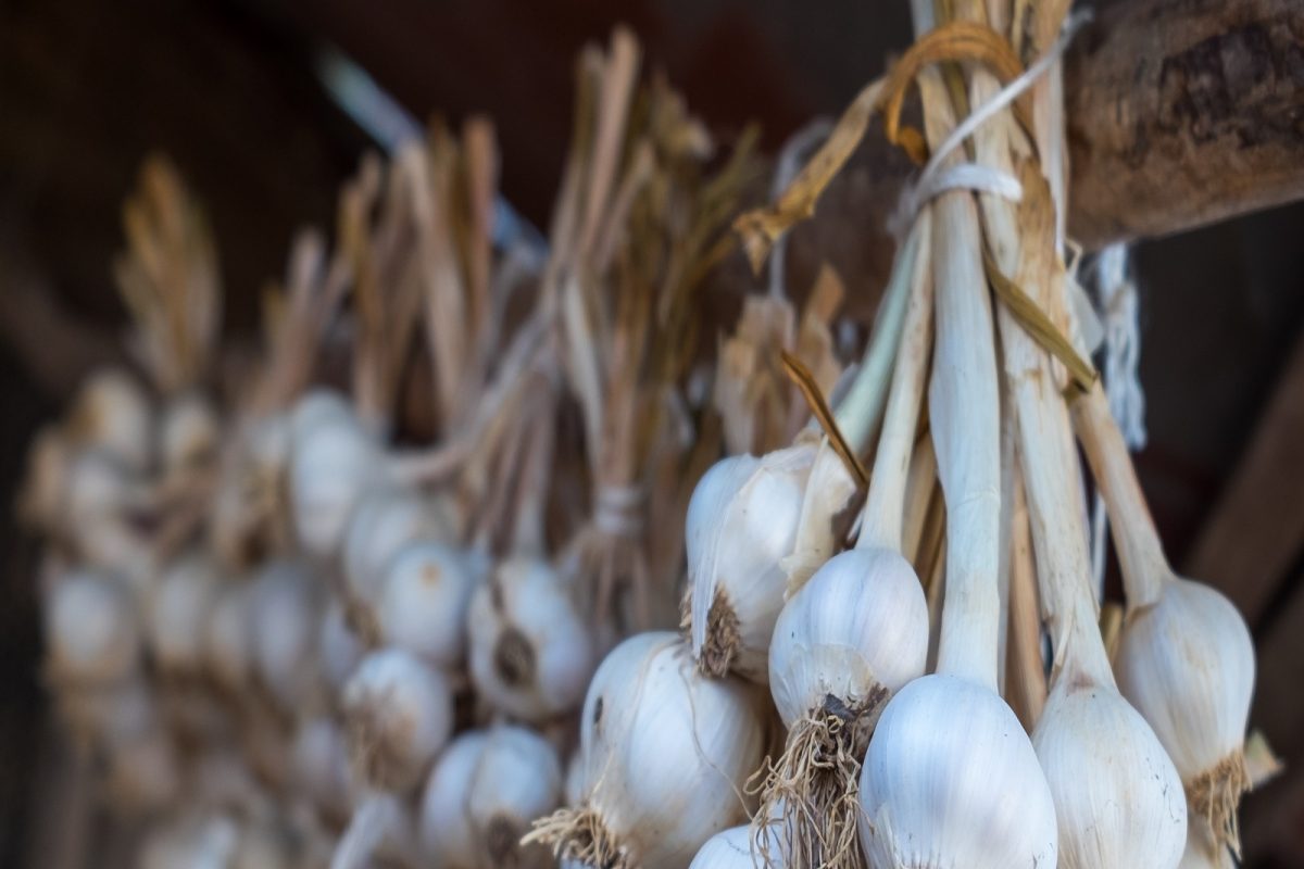 Sexual Problems असणाऱ्या पुरुषांनी रोज खावी लसूण; वाचा का ठरेल फायदेशीर