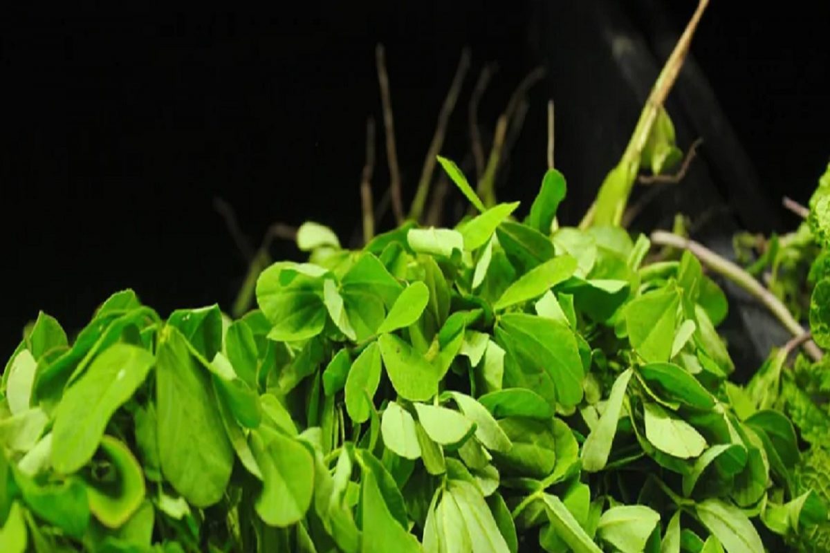 Fenugreek leaves : मेथीची पाने इतक्या सगळ्या आजारांवर आहेत गुणकारी; जाणून घ्या सर्व फायदे