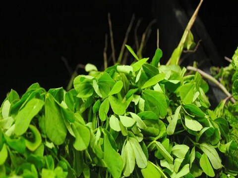 Health benefits of Fenugreek leaves: एक ना दोन किती तरी समस्यांवर उपयुक्त आहे मेथी.