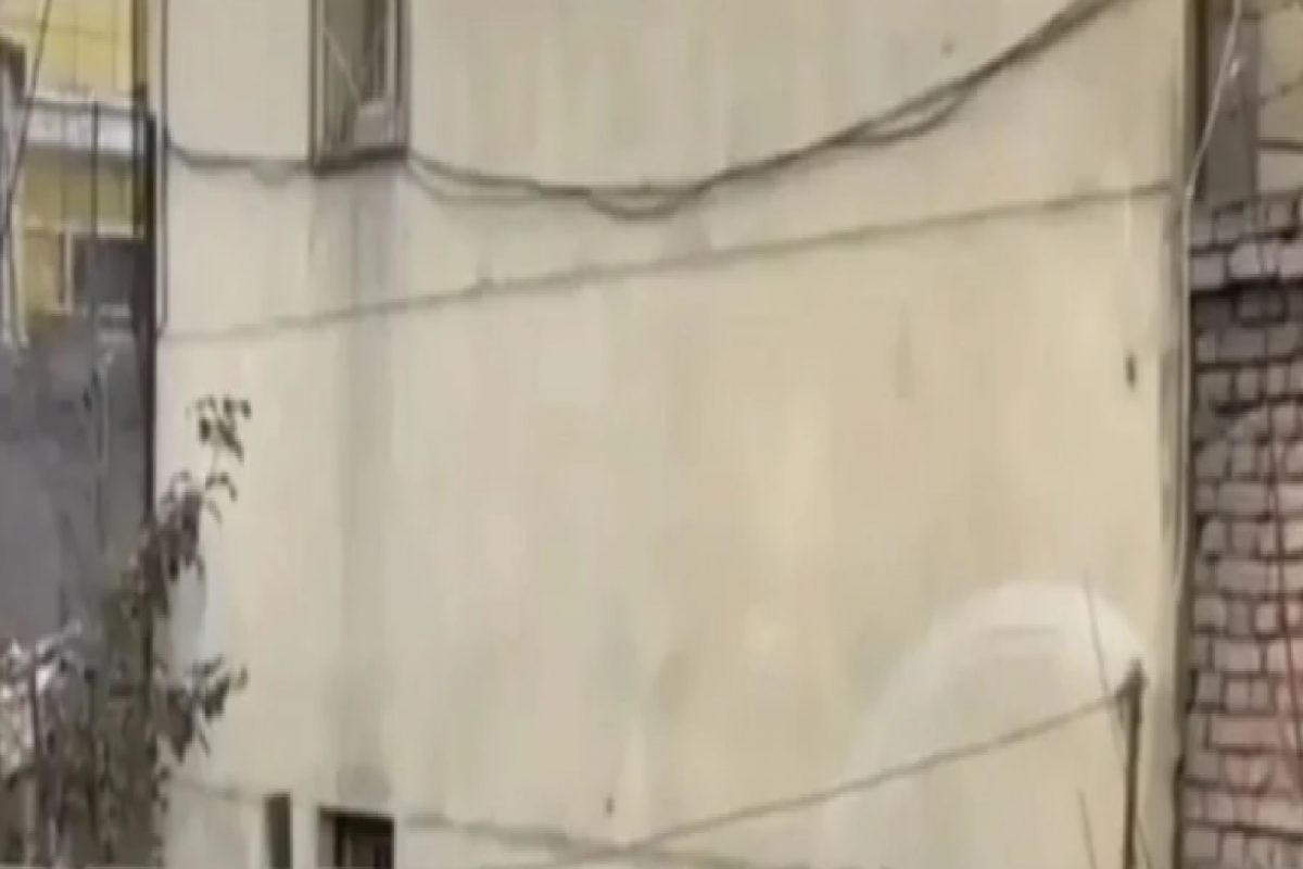 शिकार करण्याऐवजी मांजरानं कबुतराला केलं KISS, VIDEO पाहून म्हणाल अहो आश्चर्यम्!