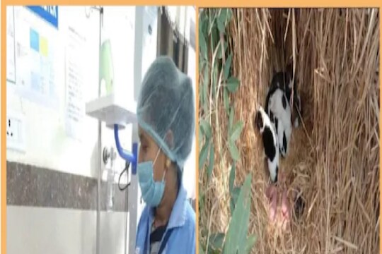 हृदयद्रावक! नवजात बाळाला फेकलं प्राण्यांमध्ये, कुत्र्यांनीच दाखवली खरी  माणुसकी