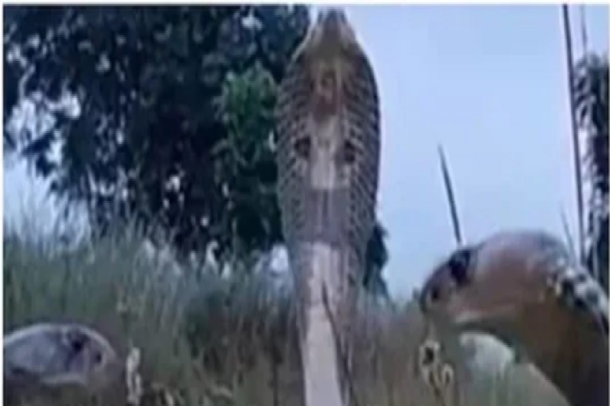 एकाच वेळी फणा काढलेले तीन कोब्रा, लोक म्हणाले सुरूय मोठी मीटिंग; पाहा VIDEO