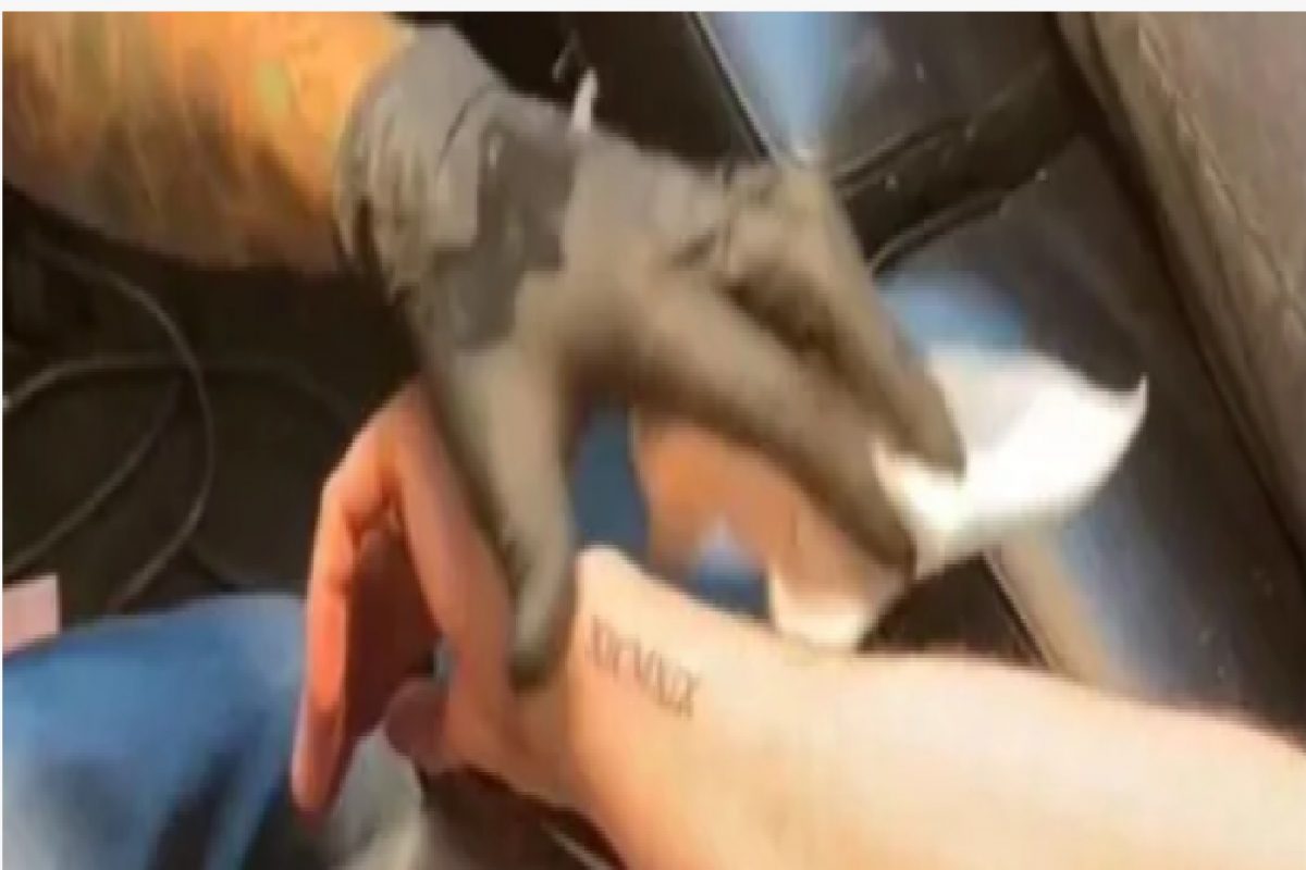 पोपट झाला रे! बायकोला देणारे होता सरप्राईज गिफ्ट, हातावर टॅटू काढताना झाली फजिती